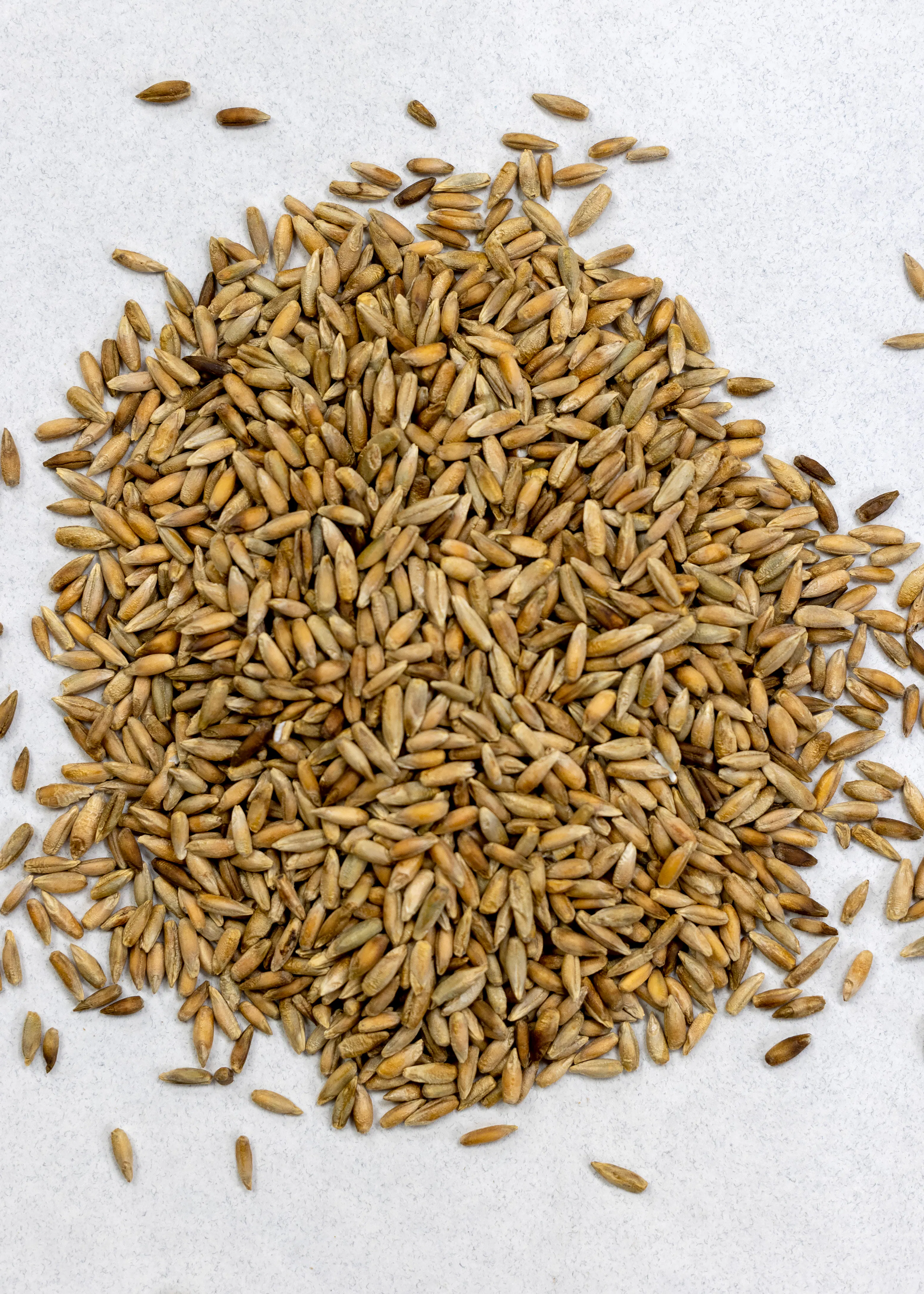 Rye, Cereal - Image 2