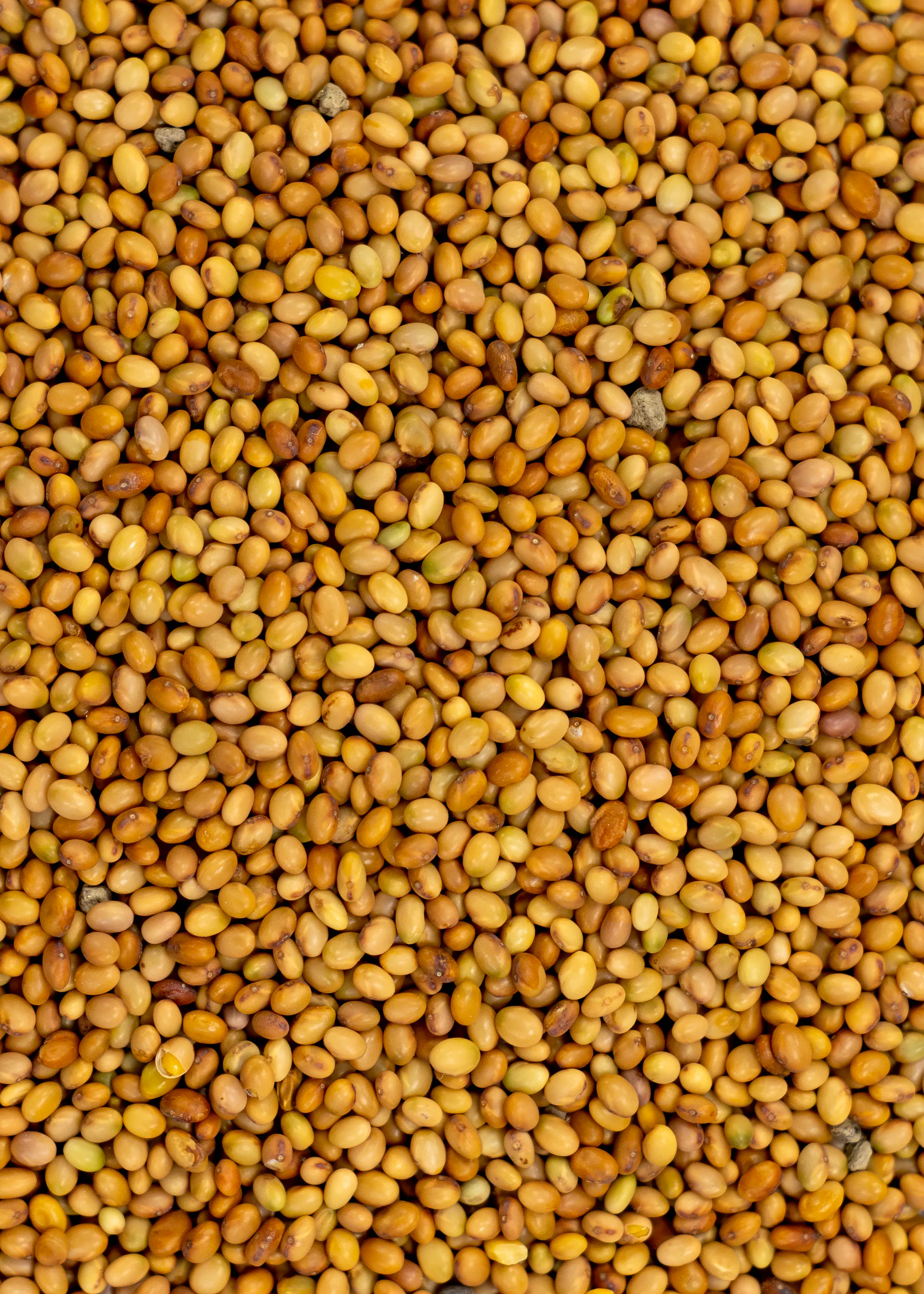 Clover, Crimson - Image 4