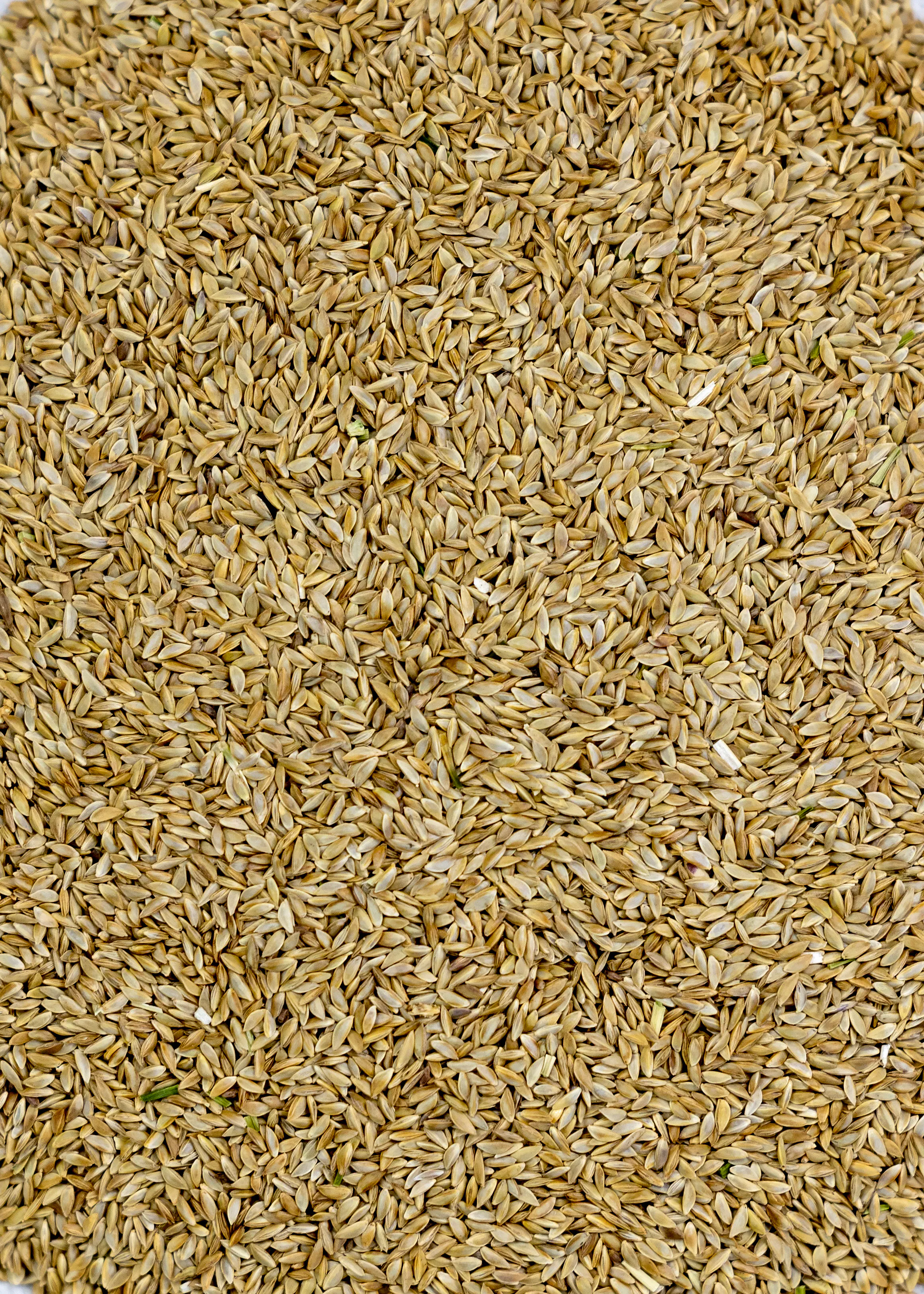 Bermuda Grass - Image 5