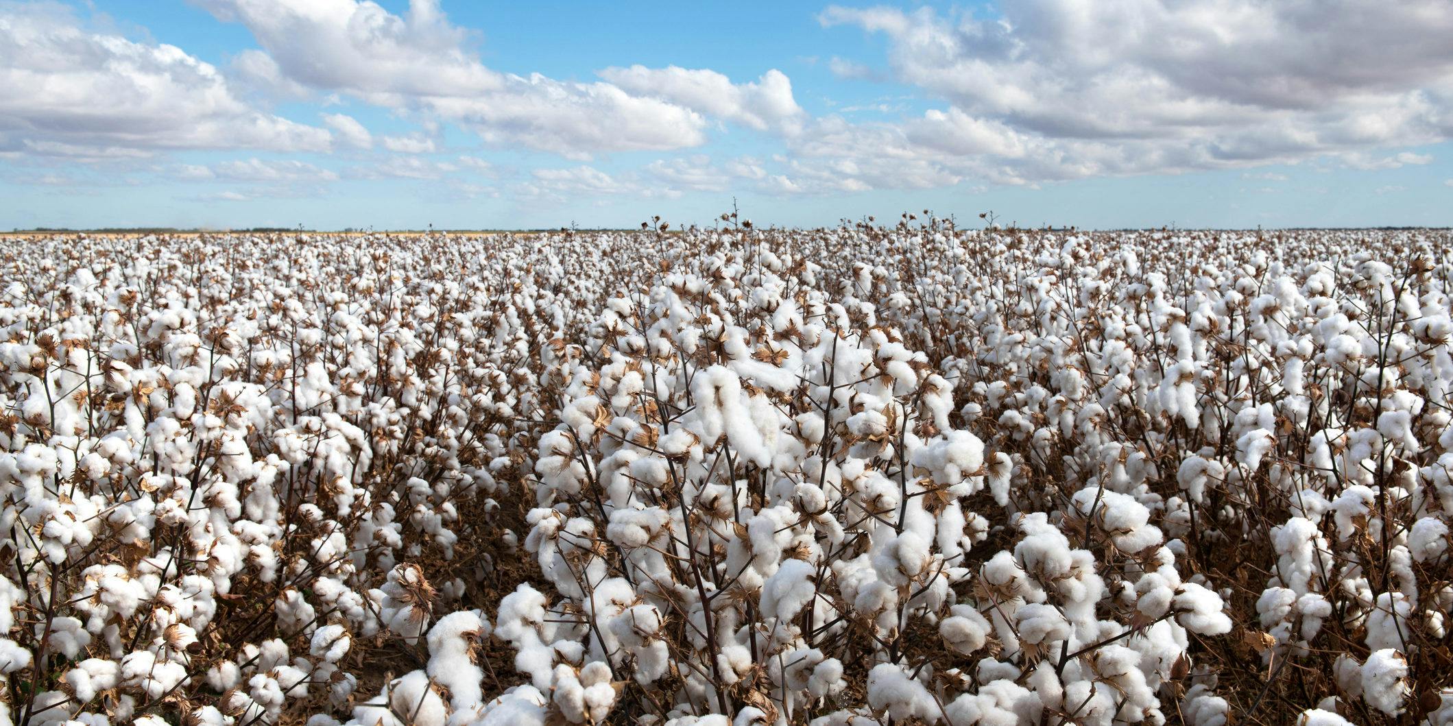Champion for Cotton Growers, Advocate for All Ag description