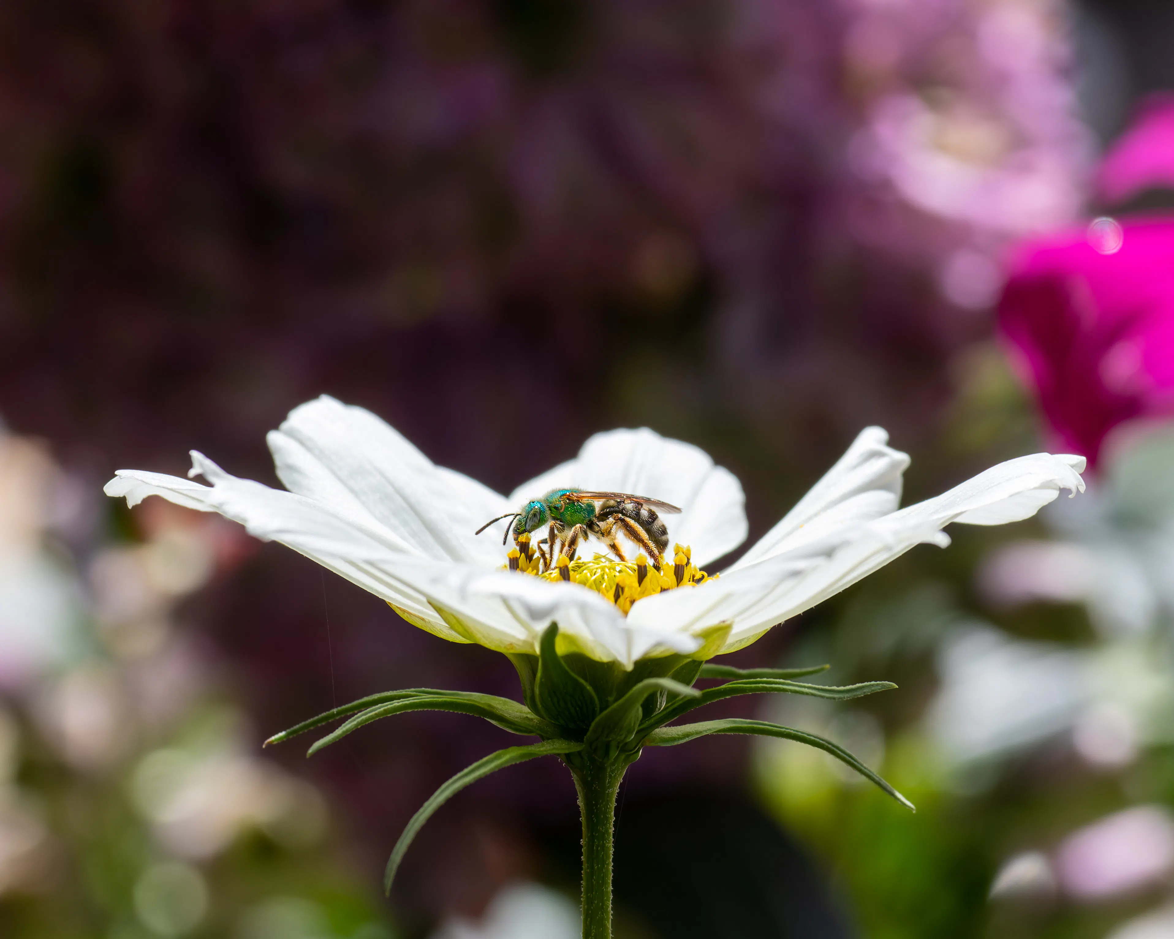 Lake Valley Seeds - Image 3