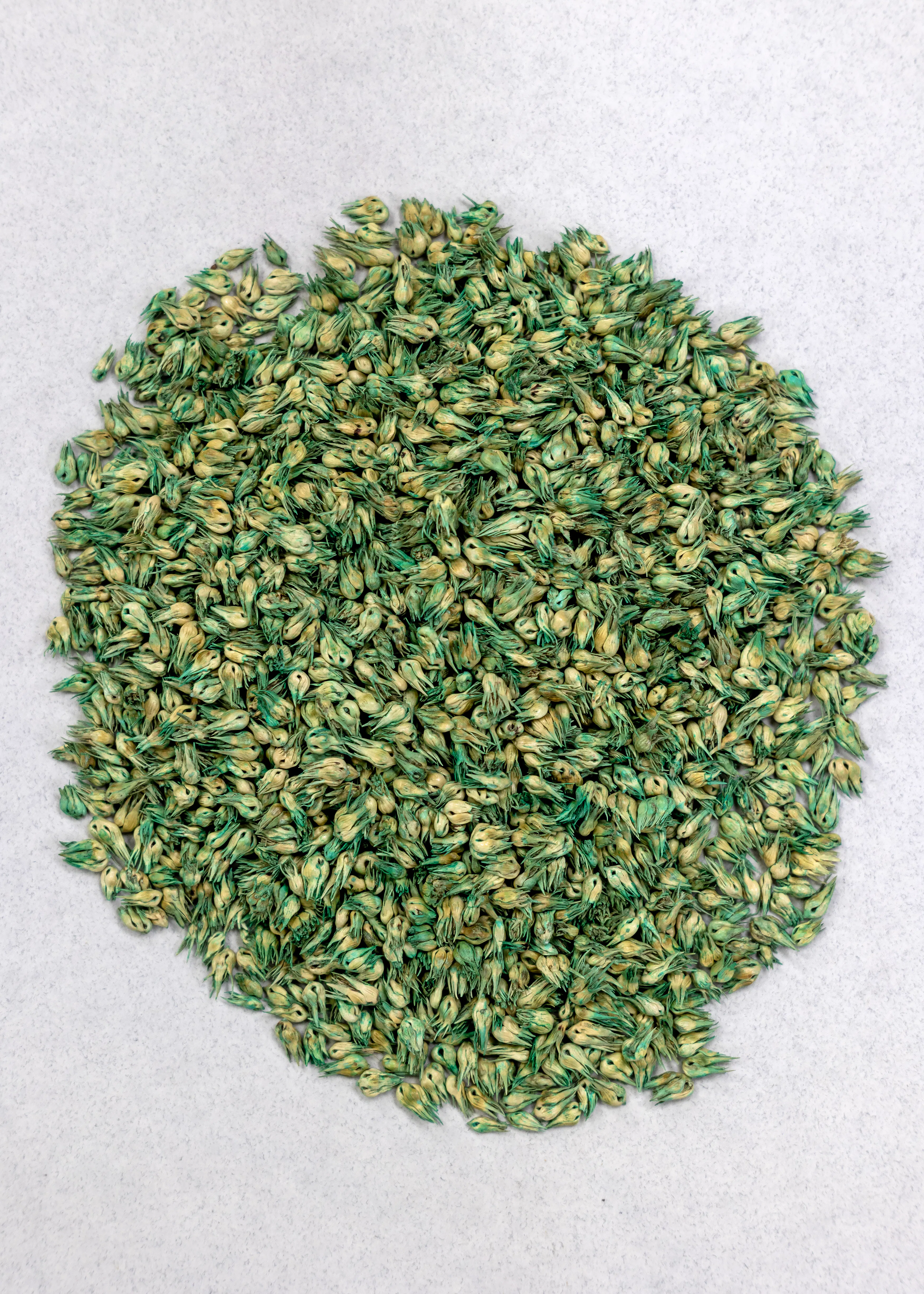 Buffalograss, Top Gun - Image 2