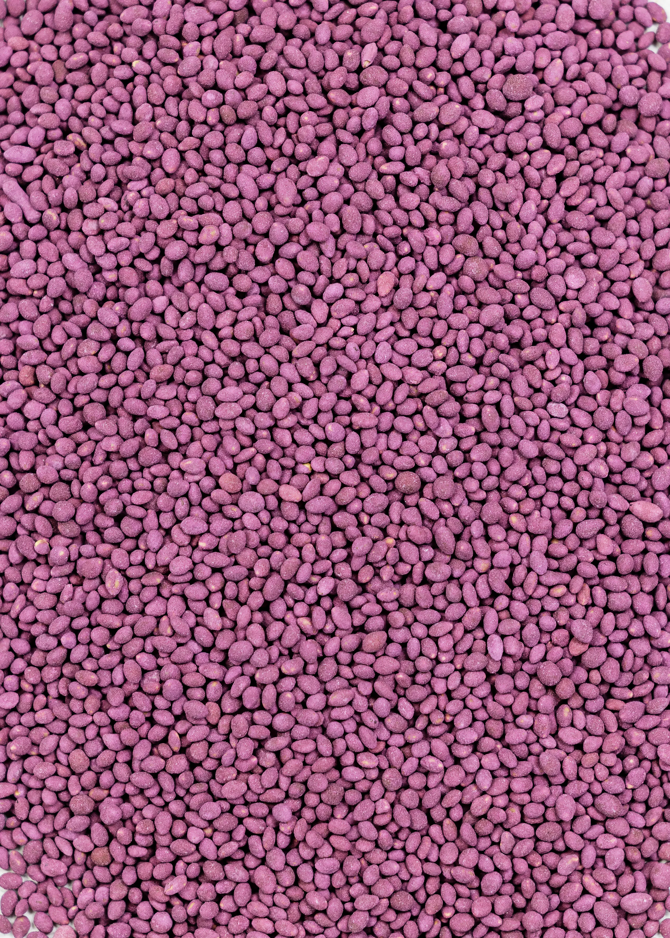 Frosty Berseem Clover - Image 2