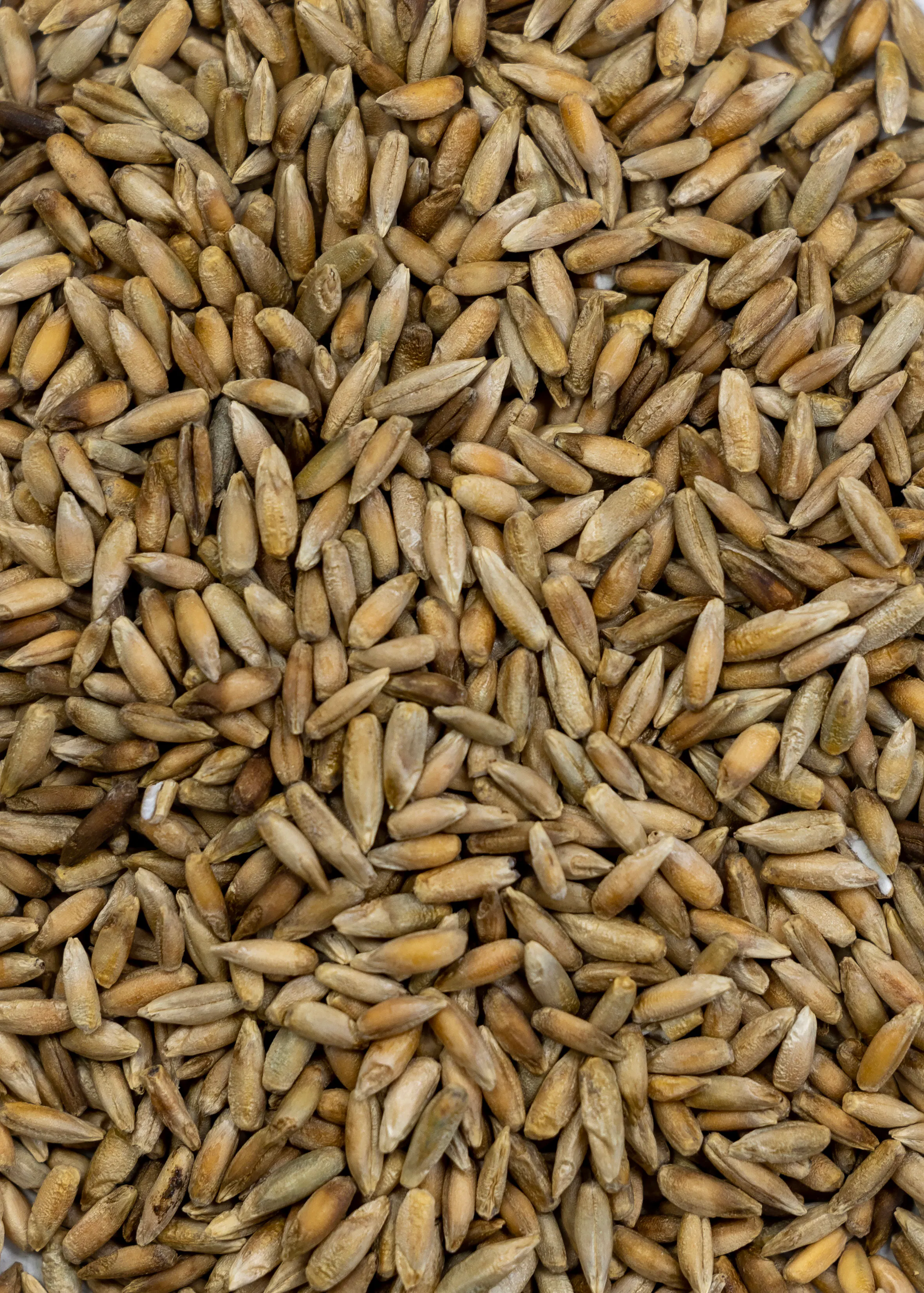 Rye, Cereal - Image 3