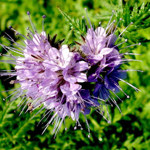 Phacelia - Image 2