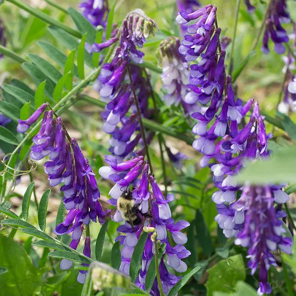 Pastures For Pollinators