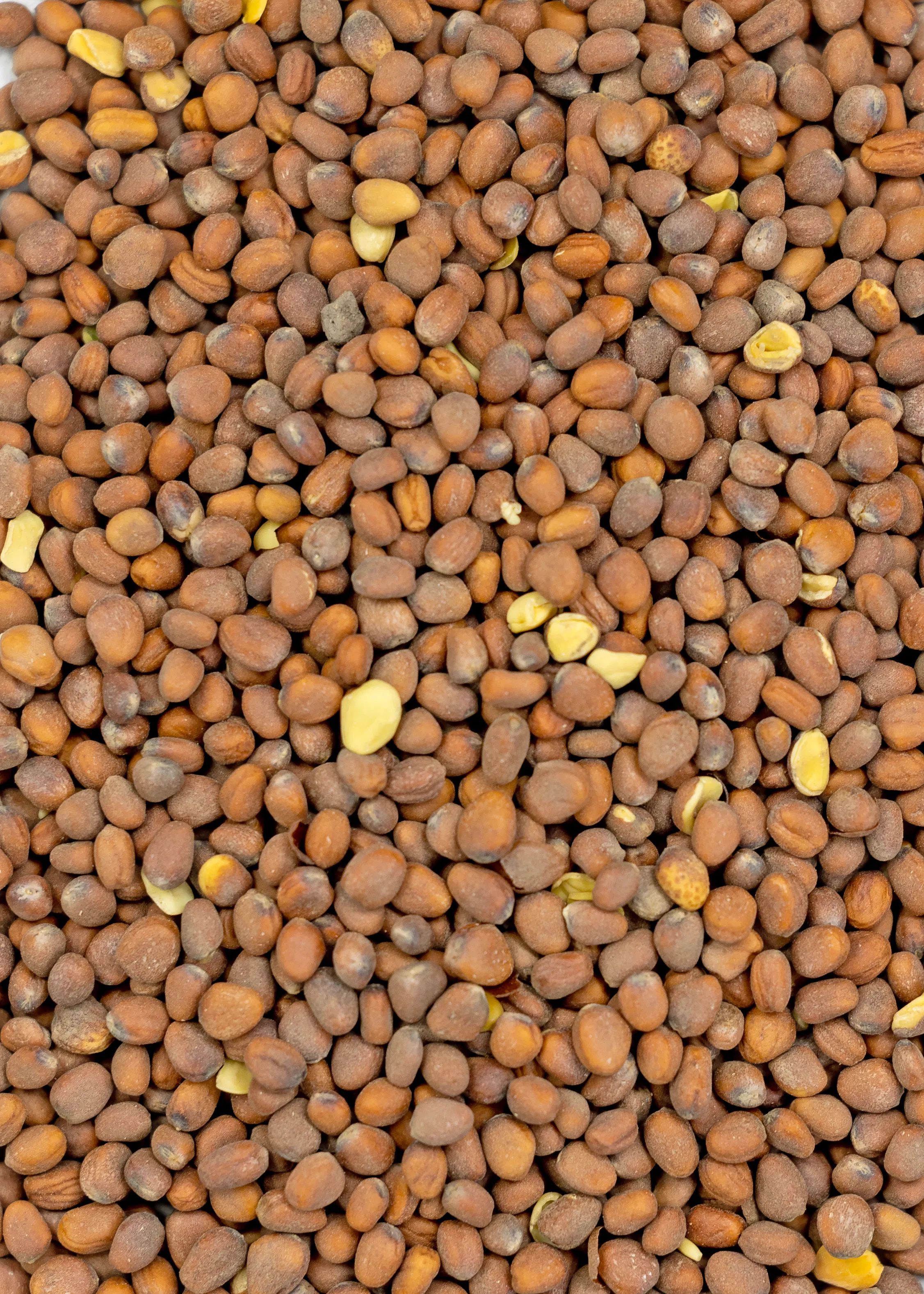 Daikon Radish - Image 2