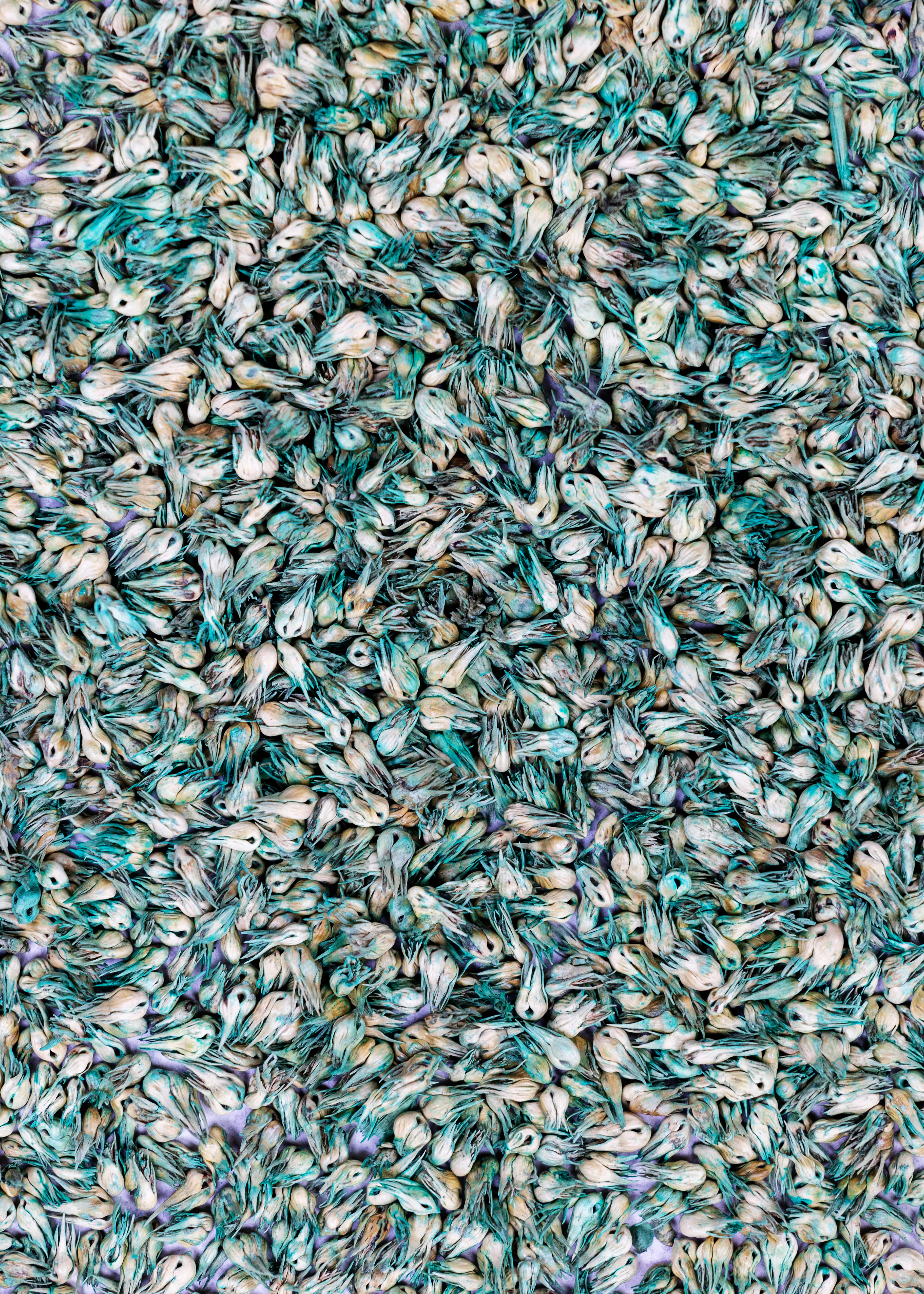 Buffalograss, Top Gun