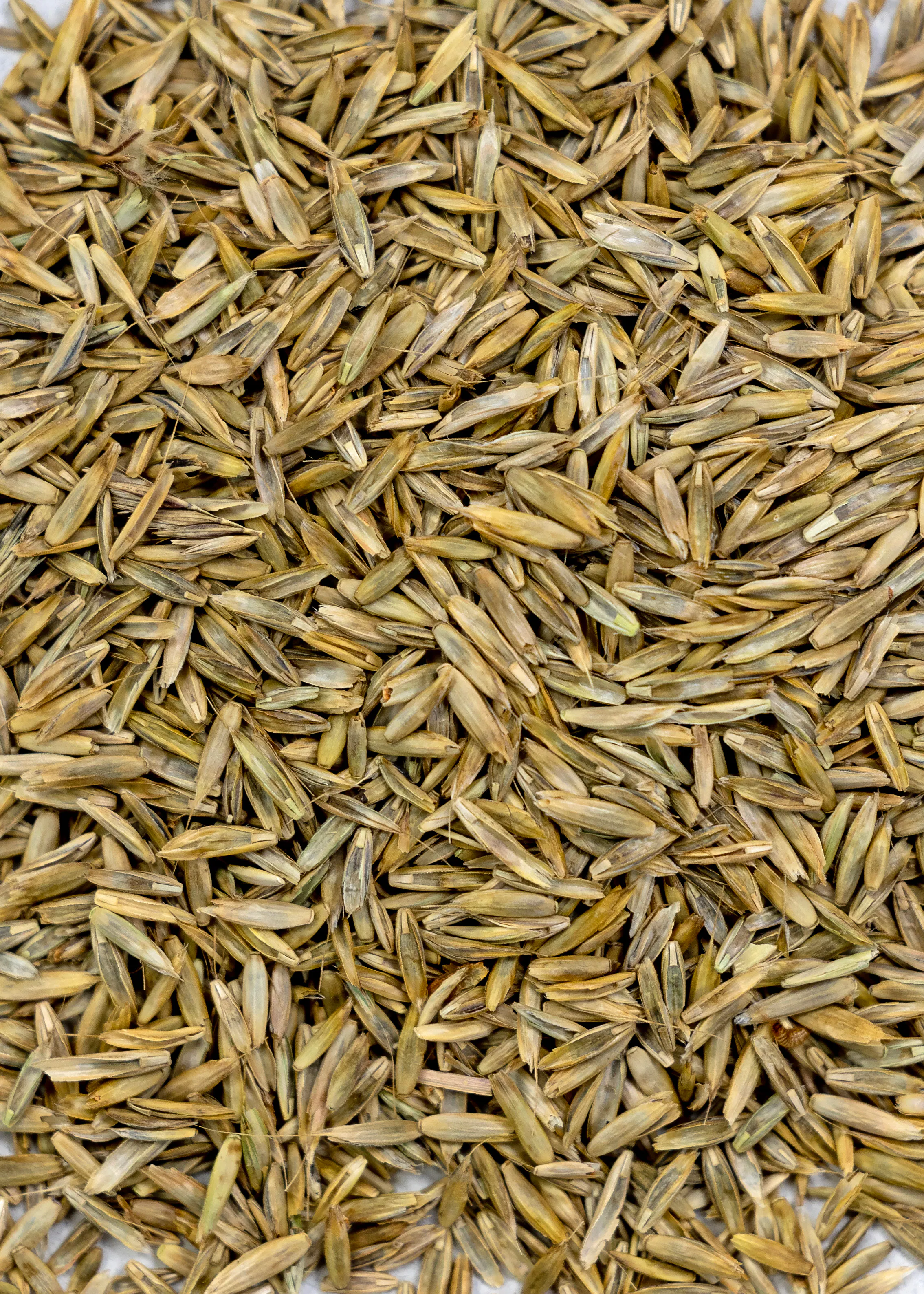 Annual Rye - Image 2