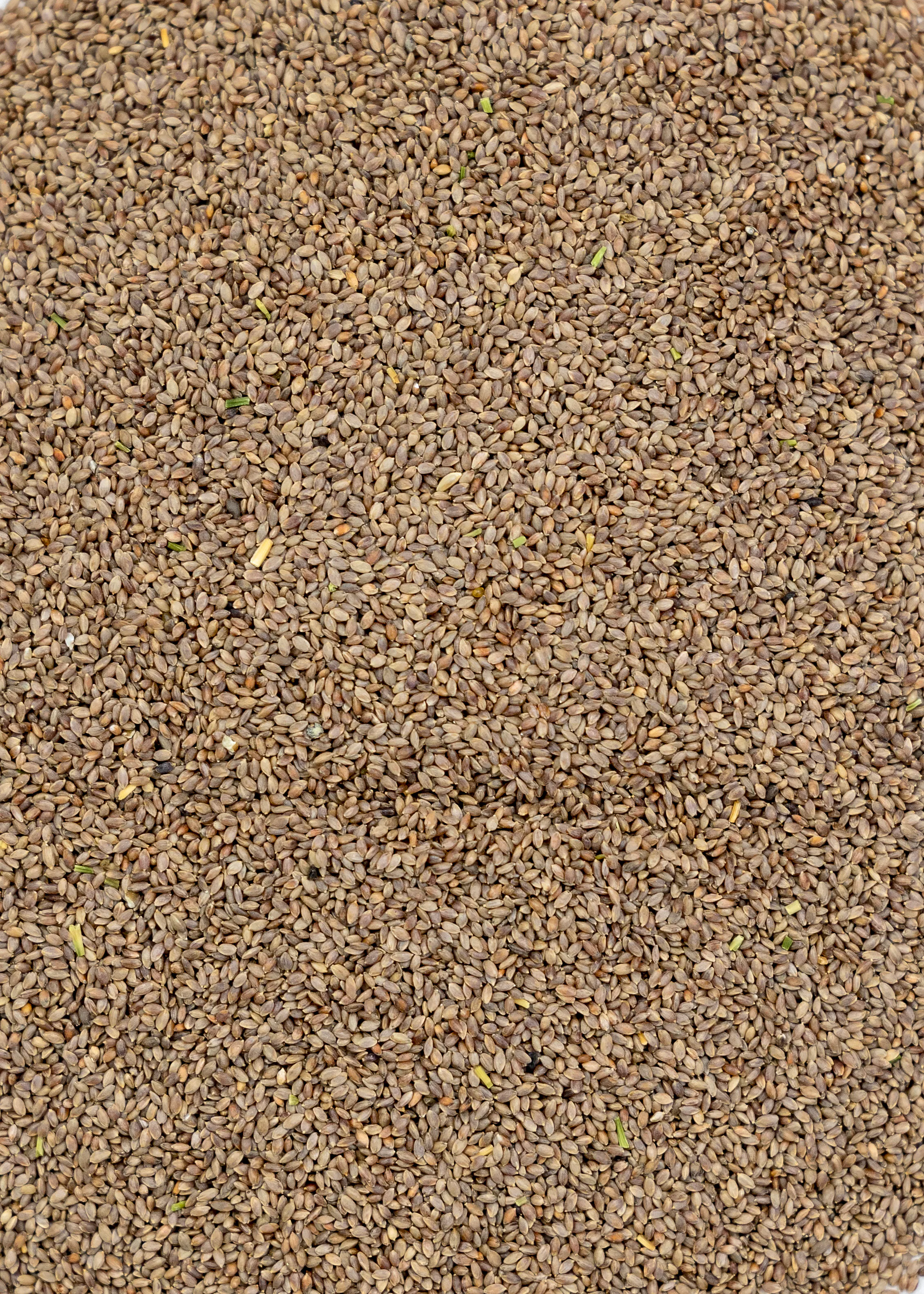 Bermuda Grass - Image 3