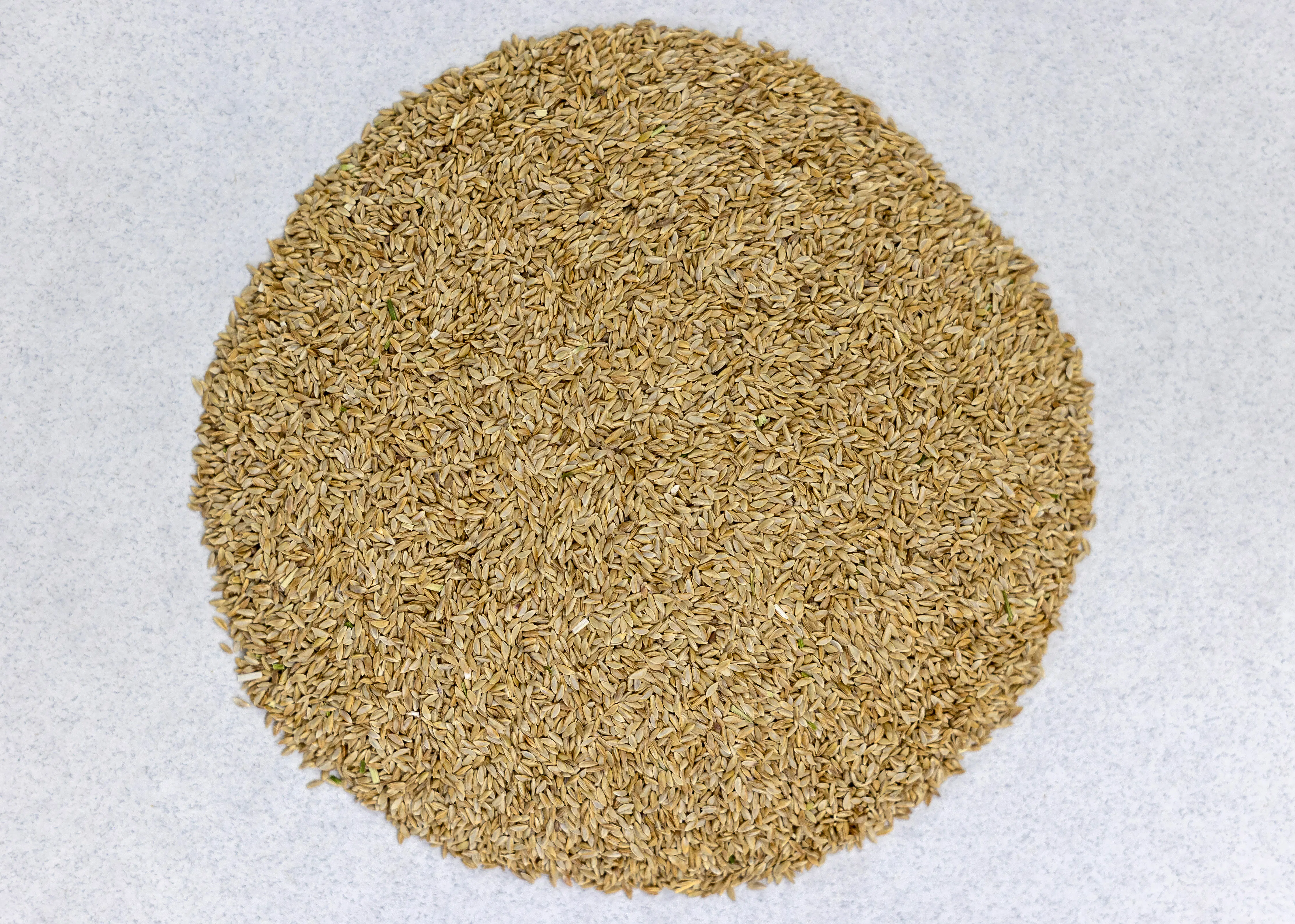 Bermuda Grass - Image 4