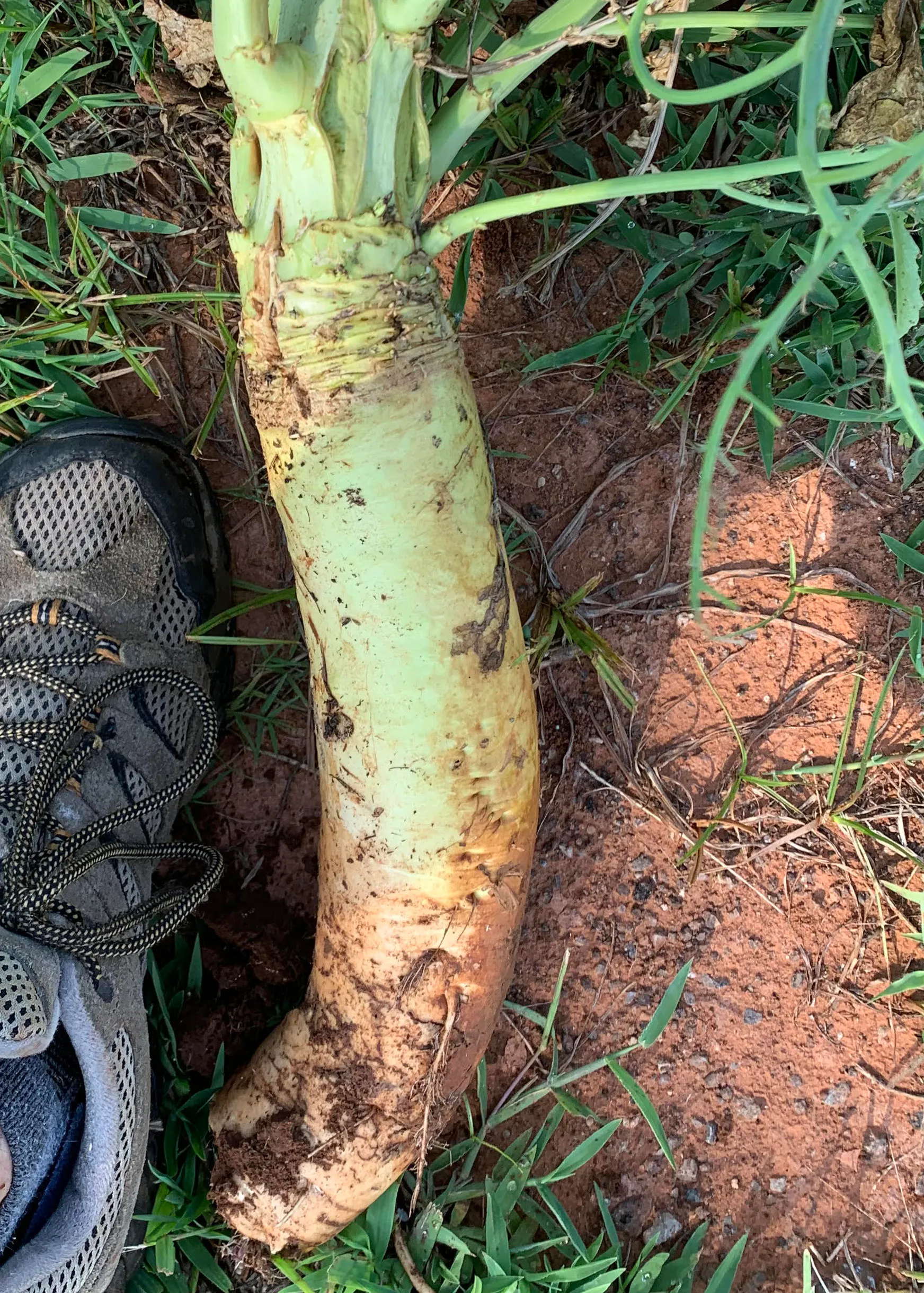 Daikon Radish - Image 3