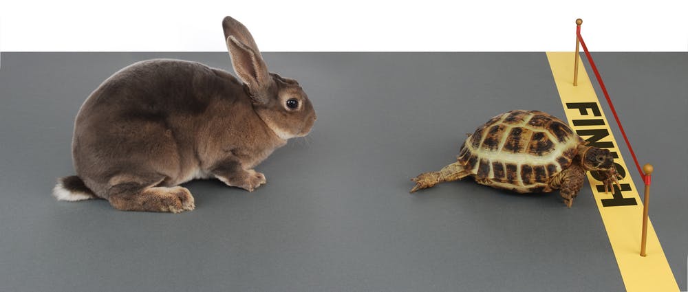 The Tortoise & The Hare