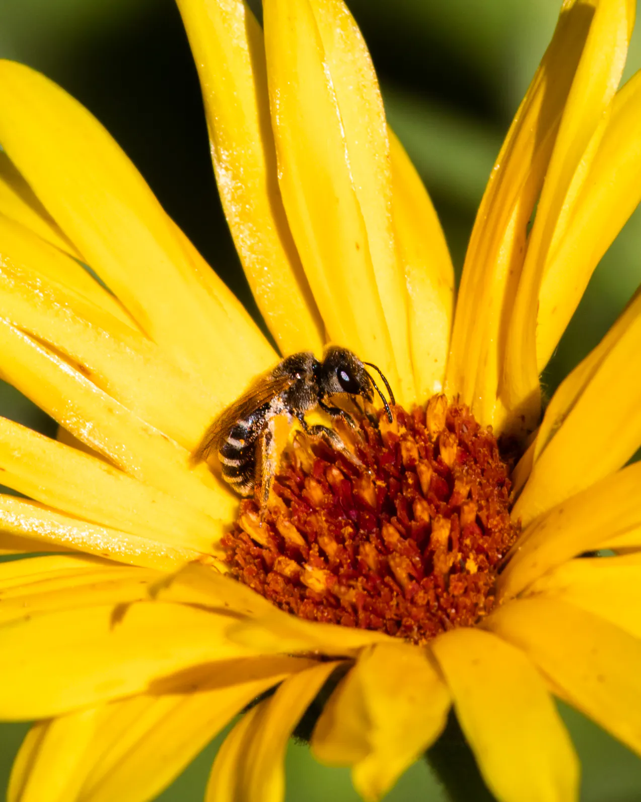 Lake Valley Seeds - Image 2