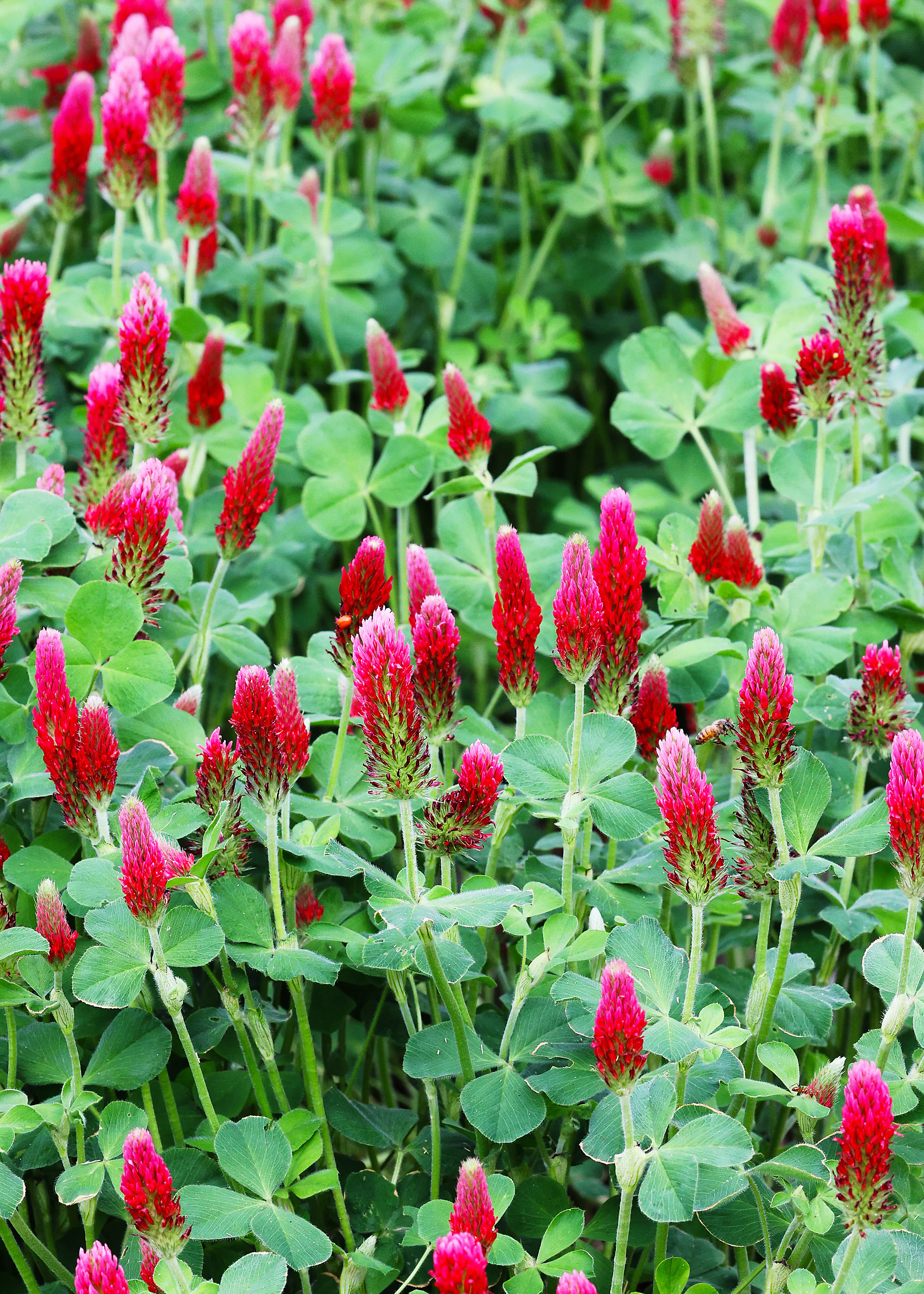 Clover, Crimson - Image 2