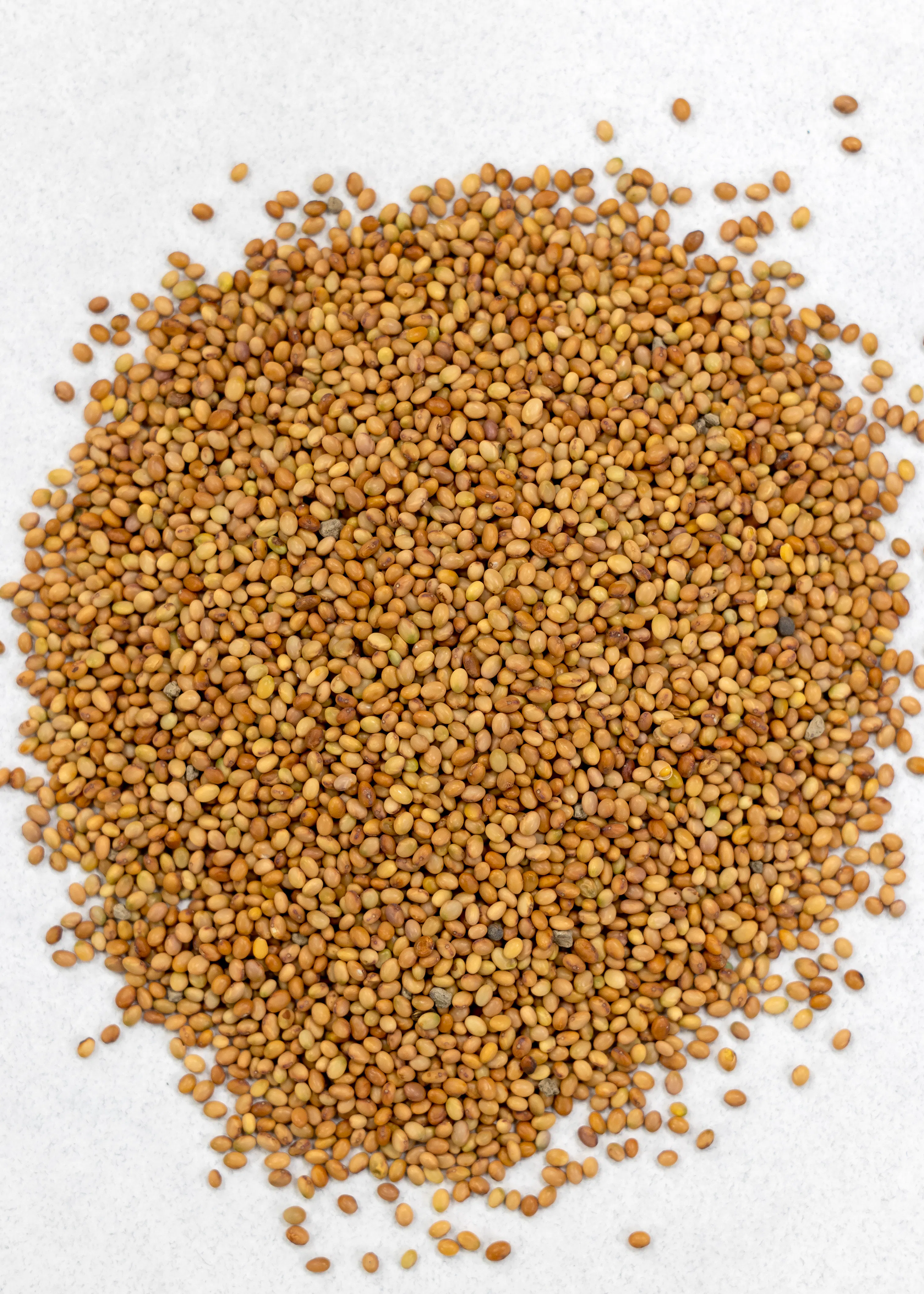 Clover, Crimson - Image 3