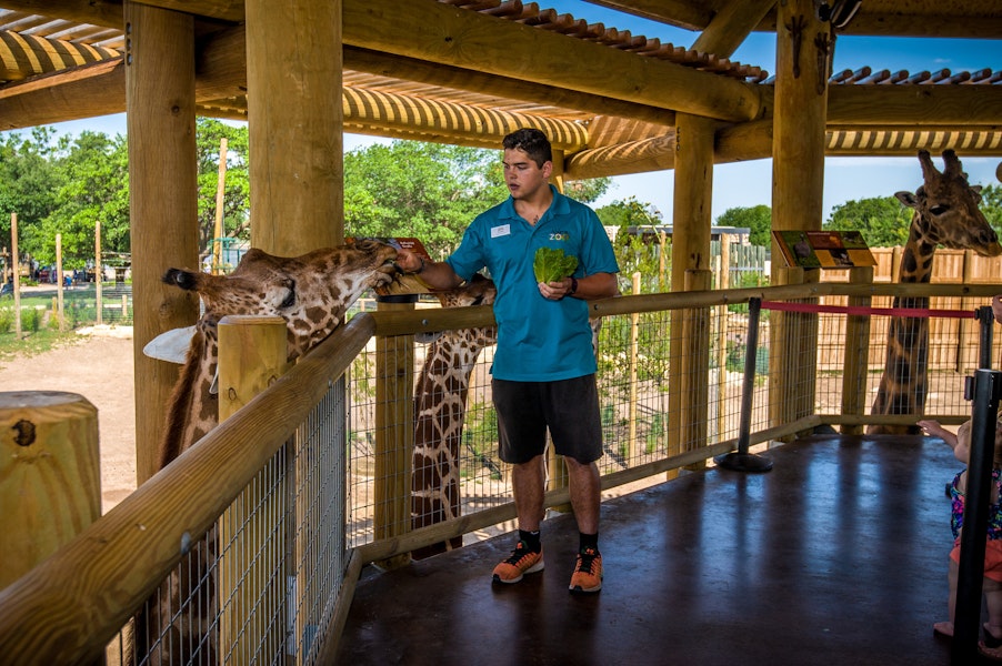abilene zoo giraffe exhibit Gallery Images