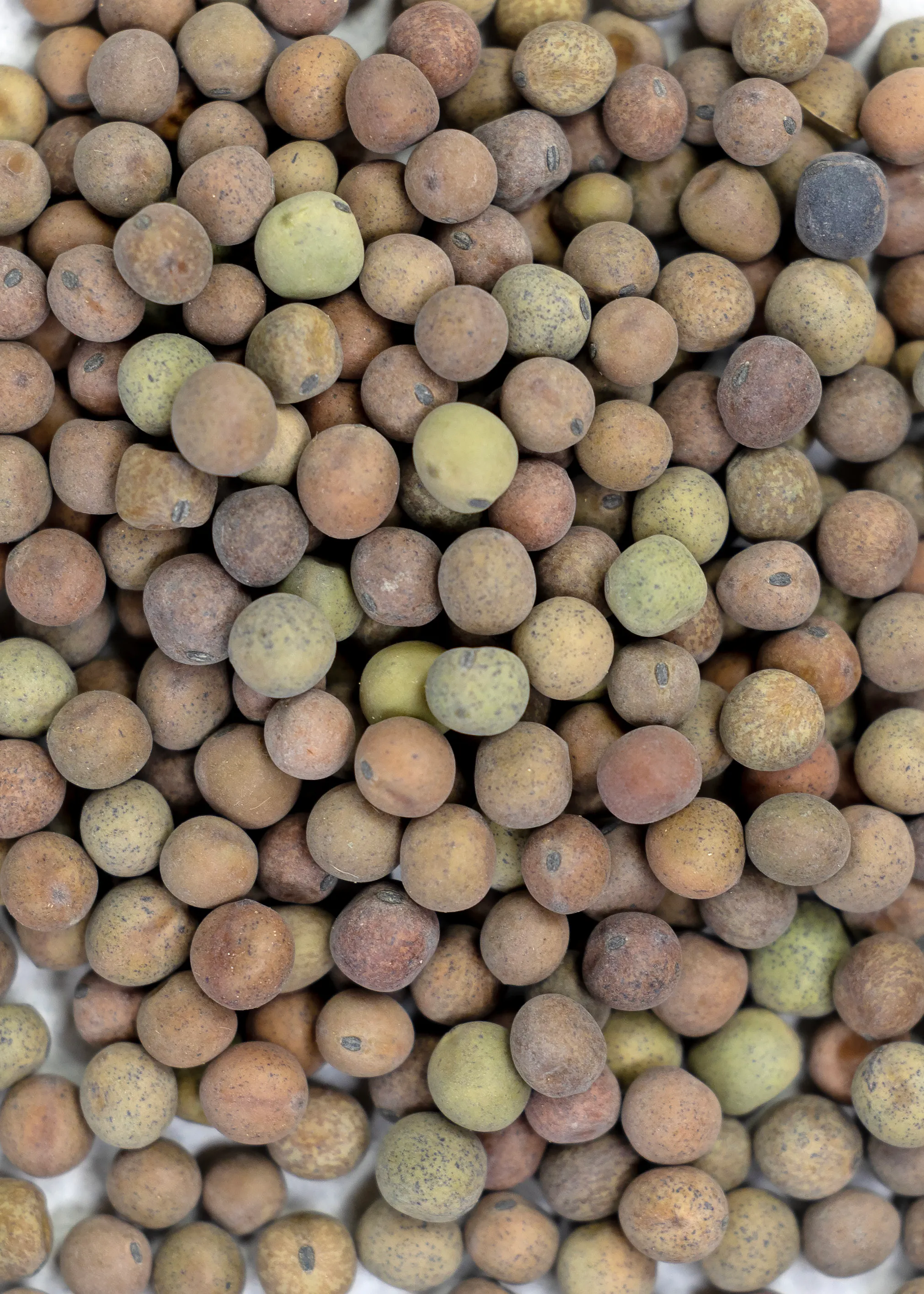 Austrian Winter Peas - Image 2