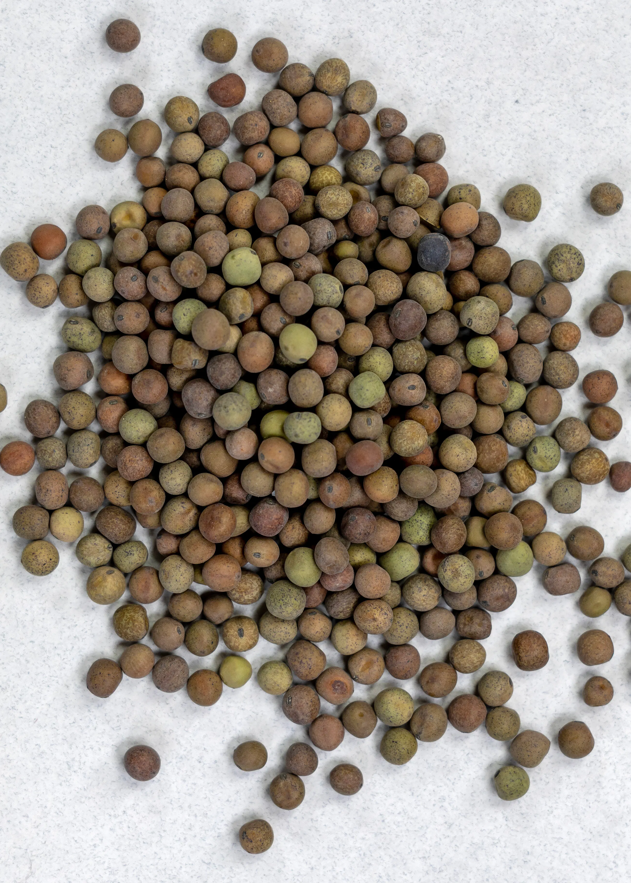 Austrian Winter Peas