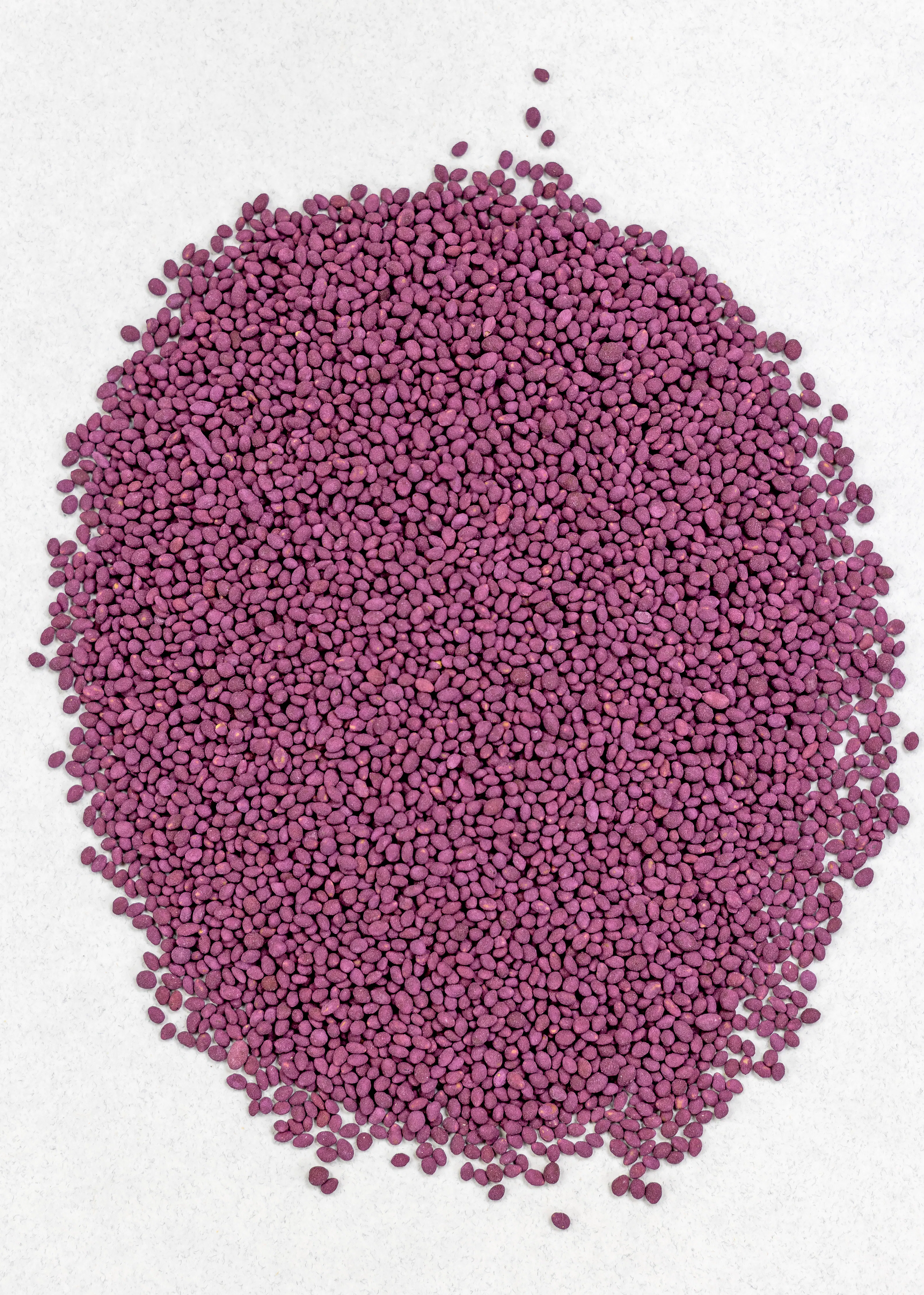 Frosty Berseem Clover