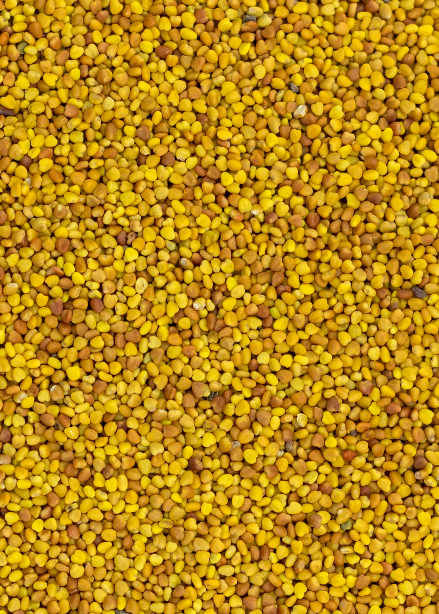 Dutch White Clover - Image 2