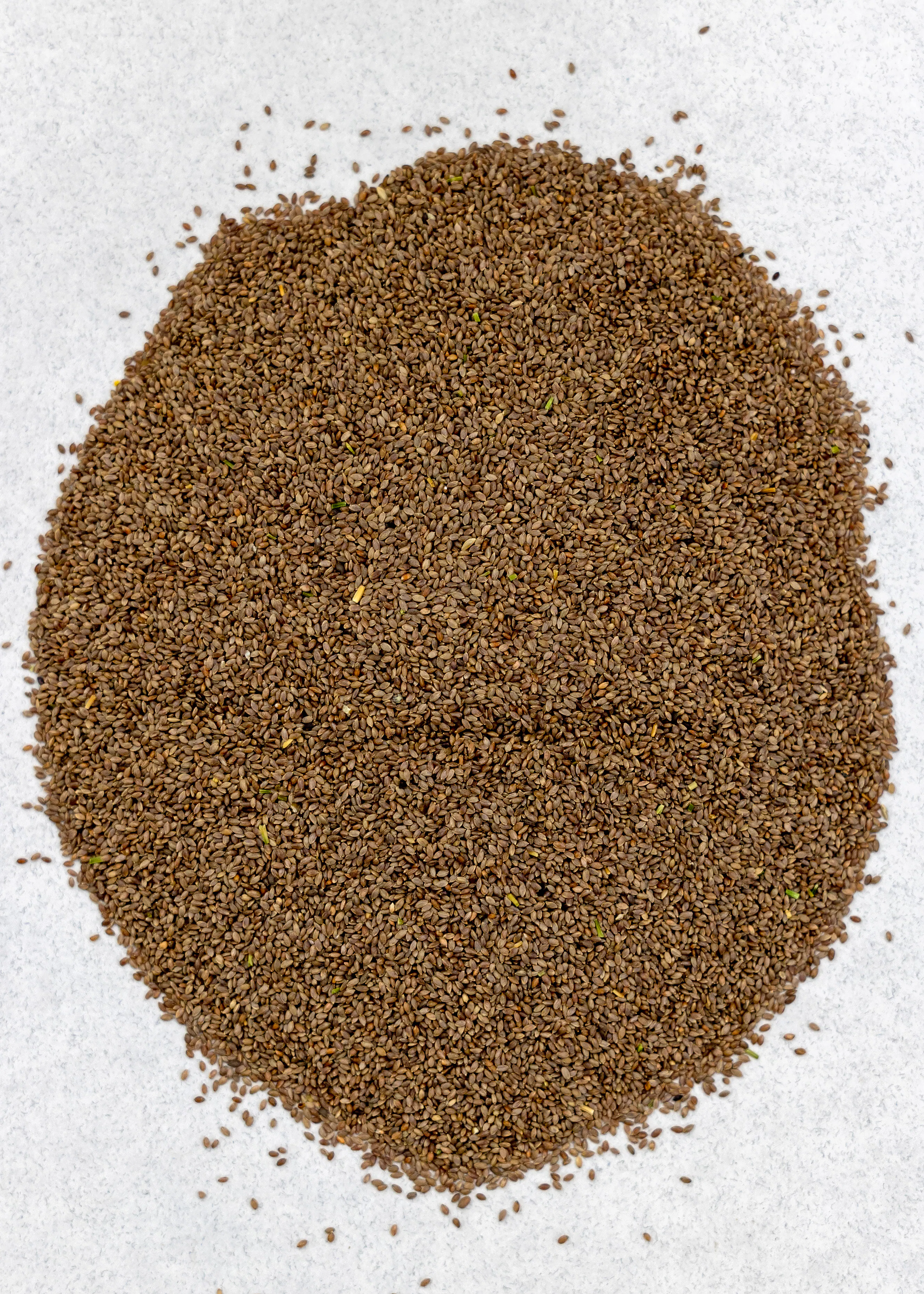 Bermuda Grass - Image 2