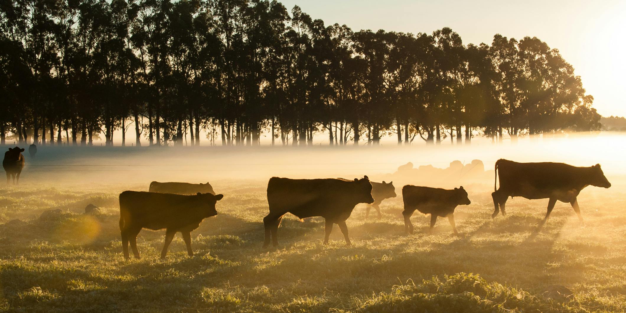 New Report Shines Light on Issues and Challenges in the U.S. Beef Market description